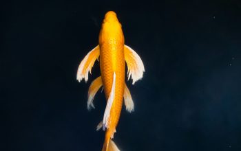 Wallpaper Yellow and White Fish in Water