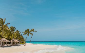 Wallpaper Palm Trees on Beach Shore During Daytime