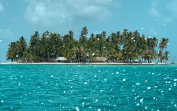 Wallpaper Green Palm Trees on Island