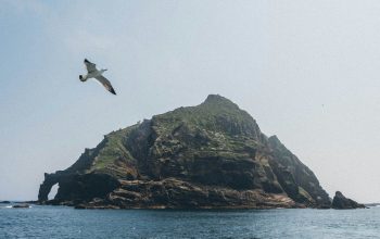 Wallpaper Bird Flying Over the Sea During Daytime