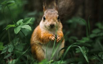 Wallpaper Brown and White Squirrel on Green Grass