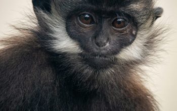 Wallpaper Black and Brown Monkey Close-Up