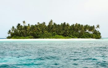 Wallpaper Green Trees on Island Surrounded by Water