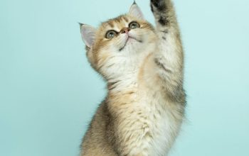 Wallpaper White and Brown Long Fur Cat