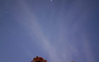 Wallpaper Brown Trees Under Blue Night Sky
