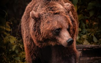 Wallpaper Brown Bear on Green Grass During Daytime