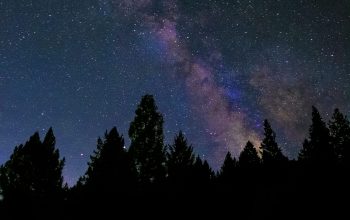 Wallpaper Silhouette of Trees Under a Starry Night Sky