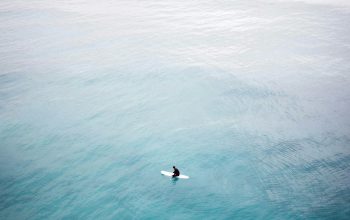 Wallpaper White and Black Bird Flying Over Sea