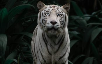 Wallpaper Brown and Black Tiger Lying on Ground