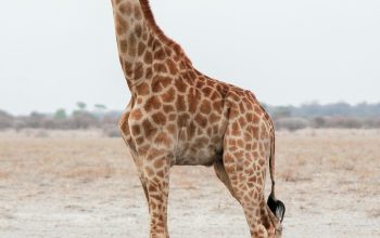 Wallpaper Giraffe Walking on Brown Field During Daytime