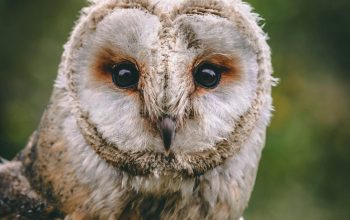 Wallpaper Brown and White Owl Close Up