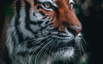 Wallpaper Brown and Black Tiger Close Up