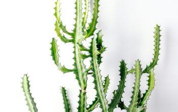 Wallpaper Green Plant on White Background