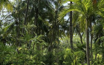 Wallpaper Green Palm Trees Near Body of Water During Daytime