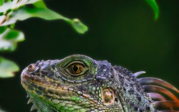 Wallpaper Green and Black Iguana on Brown Tree Branch