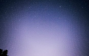 Wallpaper Silhouette of Trees Under a Night Sky