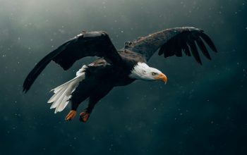 Wallpaper Black and White Eagle Flying