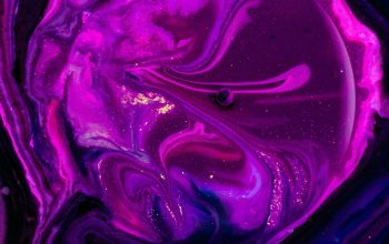 Wallpaper Purple Rose Close-Up Photography