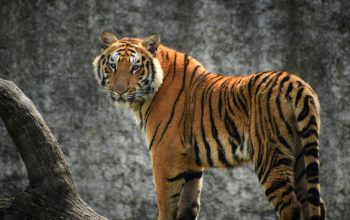 Wallpaper Tiger on Brown Tree Log