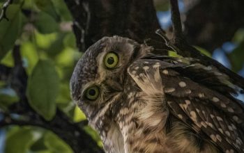 Wallpaper Brown Owl on Tree Branch During Daytime