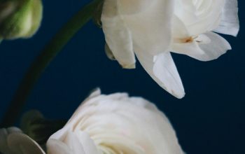 Wallpaper White Rose Close-Up Photography