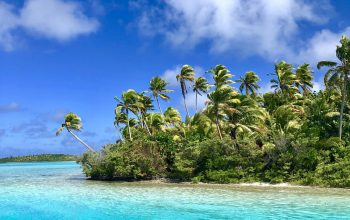 Wallpaper Green Palm Trees on Beach