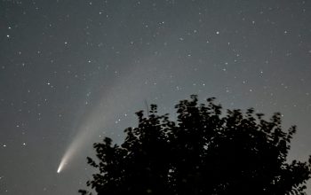 Wallpaper Green Tree Under Night Sky