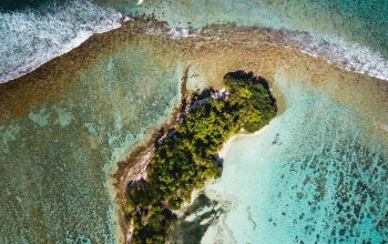 Wallpaper Aerial View of Green Trees on Seashore During Daytime