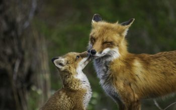 Wallpaper Brown Fox in Tilt-Shift Lens