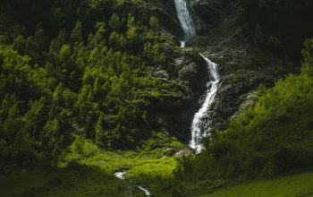 Wallpaper A Stream Running Through a Lush Green Forest
