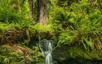 Wallpaper Waterfalls in the Middle of a Forest