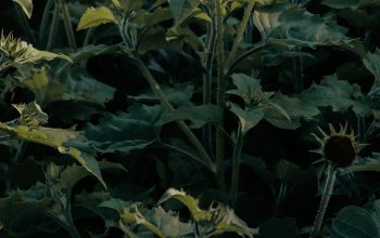 Wallpaper Yellow Sunflower Field During Daytime