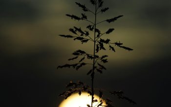 Wallpaper Silhouette of Plant During Sunset