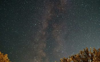 Wallpaper Green Trees Under a Night Sky