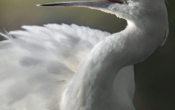Wallpaper A Close Up of a White Bird with a Long Beak