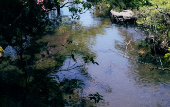 Wallpaper A River with a Bridge and Trees