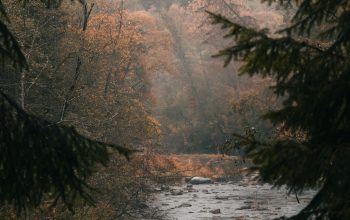 Wallpaper A River with Trees