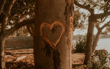 Wallpaper A Tree with a Heart Carved On It