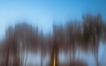 Wallpaper Blurry Streetlight and Trees