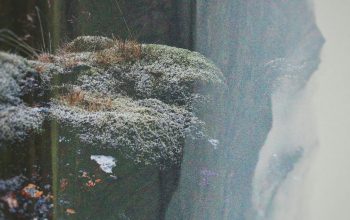 Wallpaper A Mossy Rock in the Snow