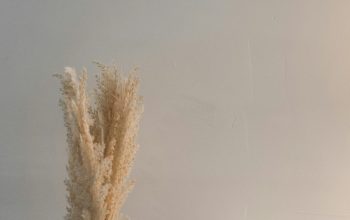 Wallpaper A White Vase with a Dried Plant