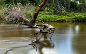 Wallpaper A Fallen Tree Sitting on a River