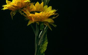 Wallpaper A Person Holding a Bunch of Yellow Flowers