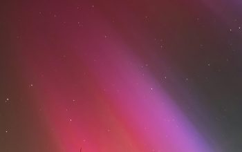 Wallpaper A Leafless Tree Against a Purple and Pink Sky