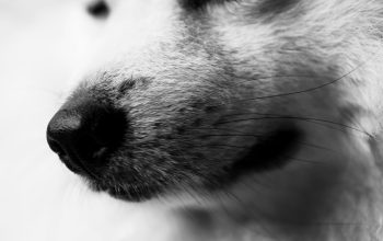 Wallpaper A Black and White Dog’s Face