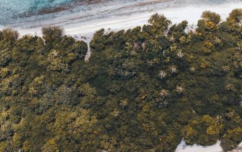 Wallpaper An Aerial View of a Beach with Trees