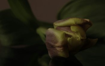 Wallpaper A Flower on a Table