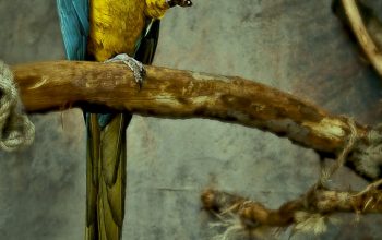 Wallpaper Yellow and Blue Macaw Perched on Tree Branch