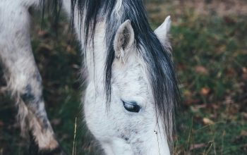 Wallpaper White Horse Grazing on Grass in Selective Focus Photography
