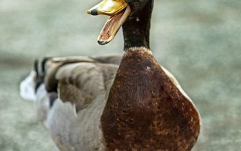 Wallpaper Brown and White Duck on Gray Concrete Floor